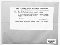 Sclerencoelia fascicularis image